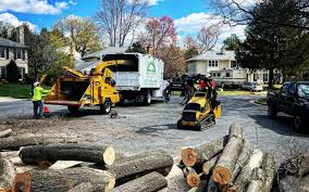 Best Stump Grinding and Removal  in Neillsville, WI