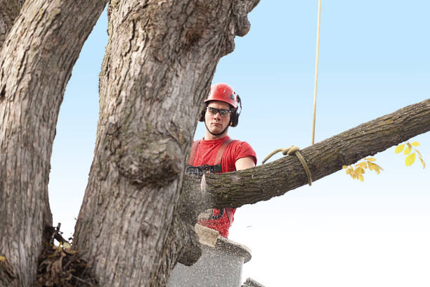 Best Emergency Tree Removal  in Neillsville, WI